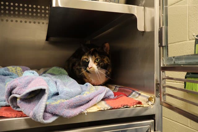 Unknown - Domestic Short Hair