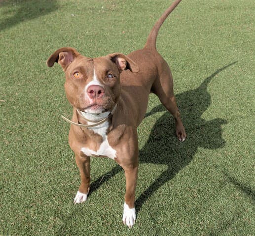 Unknown - American Staffordshire Terrier