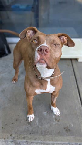 Unknown - American Staffordshire Terrier