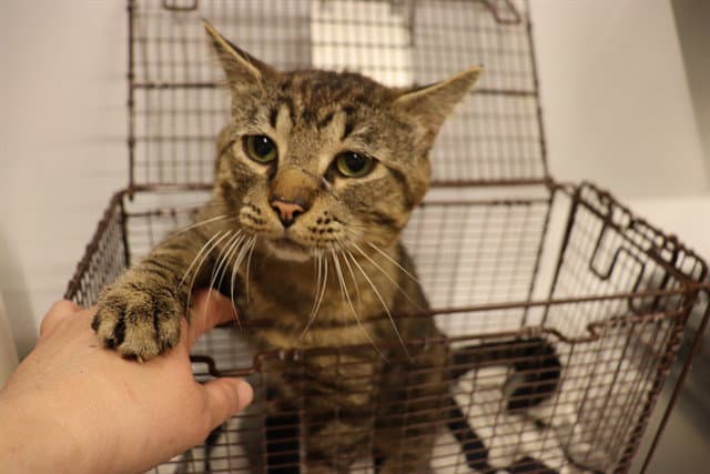 Unknown - Domestic Short Hair