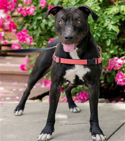 Zippy Abs - Pit Bull Terrier