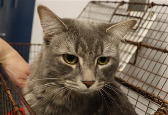 Winston  Abs - Domestic Medium Hair