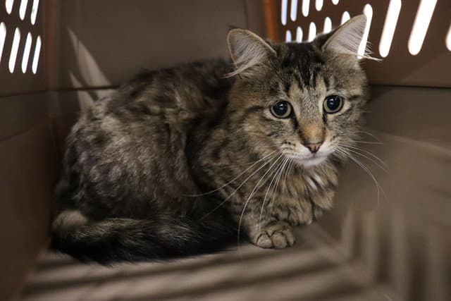 Unknown - Domestic Medium Hair