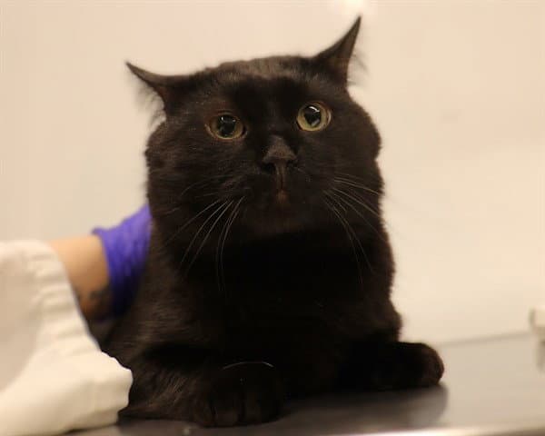 Unknown - Domestic Short Hair