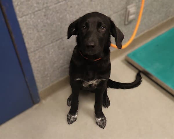 Zara Abs - Labrador Retriever