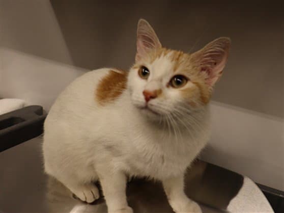 Unknown - Domestic Short Hair