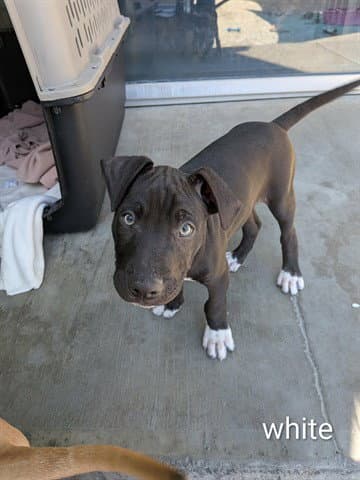 White Collar - Pit Bull Terrier