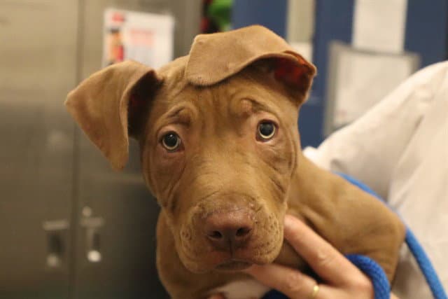 No Collar - Pit Bull Terrier