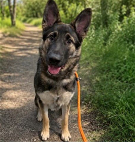 Unknown - German Shepherd Dog