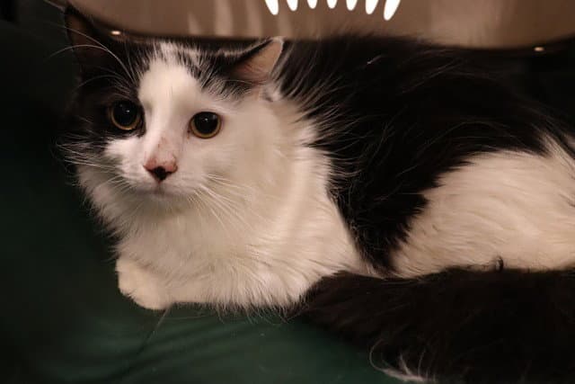 Unknown - Domestic Medium Hair