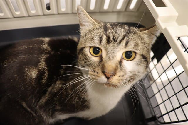 Unknown - Domestic Short Hair