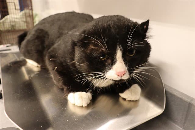 Unknown - Domestic Short Hair