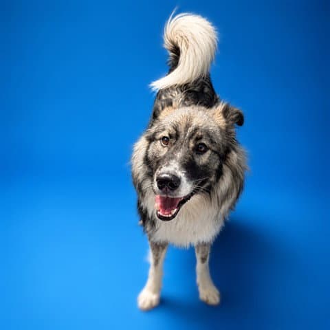 Unknown - Husky