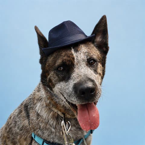 Unknown - Australian Cattle Dog/Blue Heeler