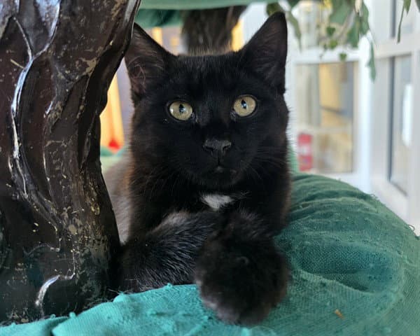 Unknown - Domestic Short Hair