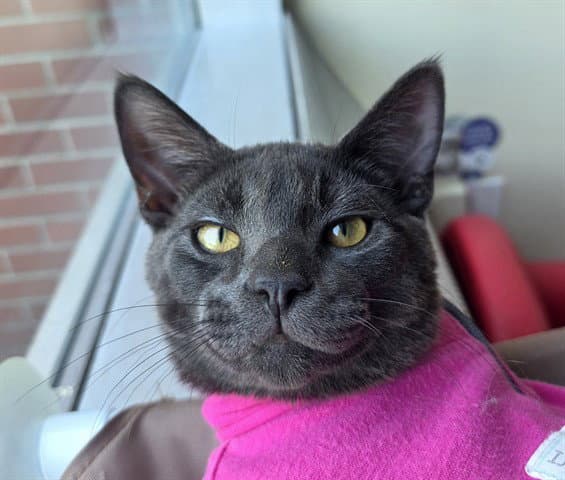Unknown - Domestic Short Hair