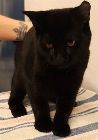 Unknown - Domestic Short Hair