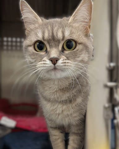 Sage Abs - Domestic Short Hair