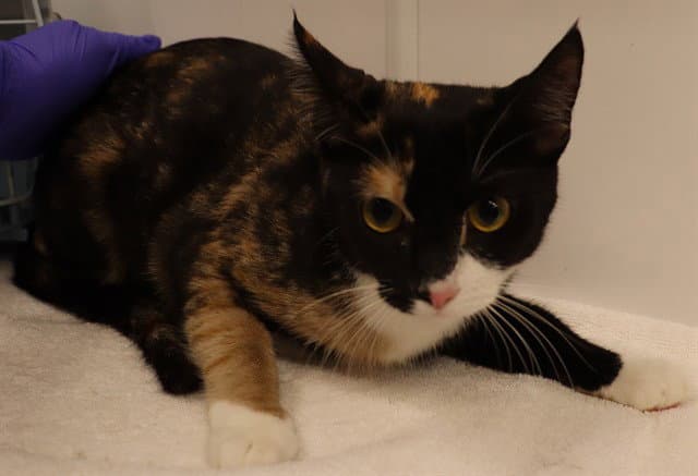 Spice Abs - Domestic Short Hair