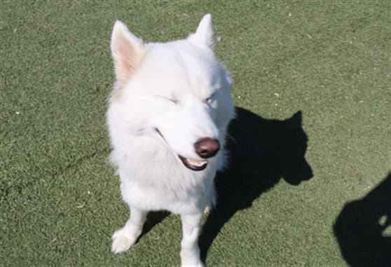 Bambi  As - American Eskimo Dog