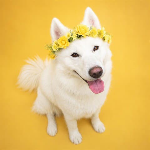 Bambi  As - Husky