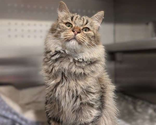 Estelle Abs Hidden Gem - Domestic Medium Hair