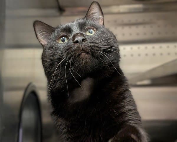 Frank Asc - Domestic Short Hair