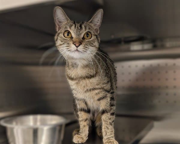 Juliet Asc - Domestic Short Hair