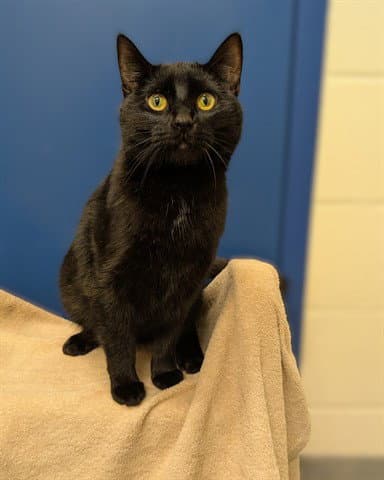 Salem - Domestic Short Hair