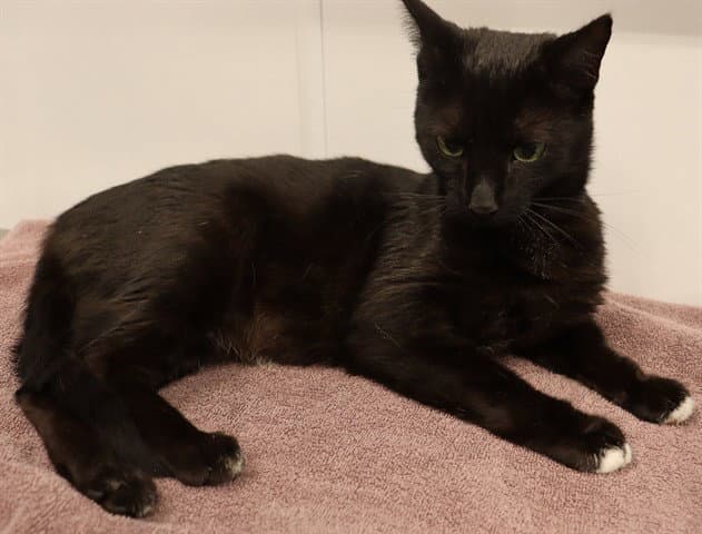 Lizzy Abs - Domestic Short Hair