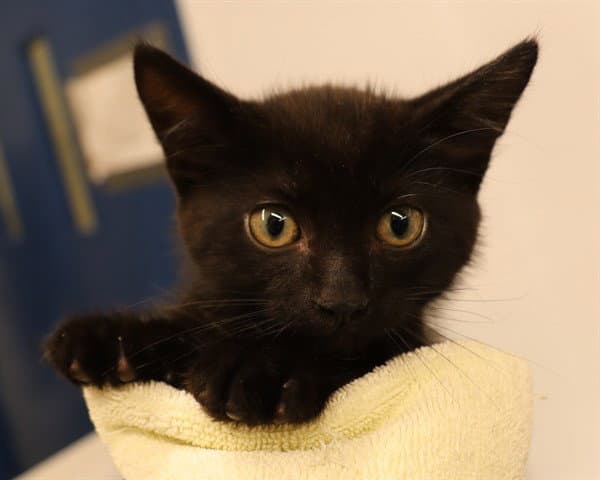 Unknown - Domestic Short Hair