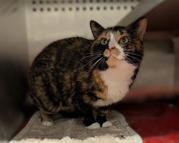 Connie Asc Hidden Gem - Domestic Short Hair