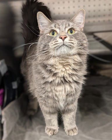 Winston  Abs - Domestic Medium Hair