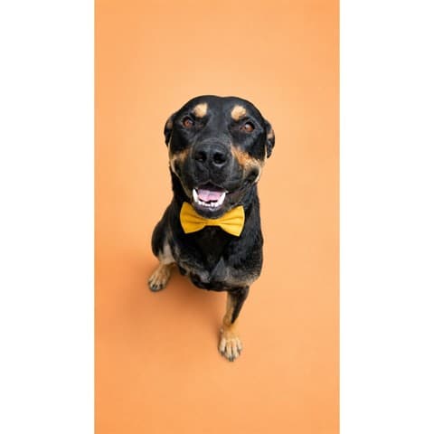 Navin - Rottweiler