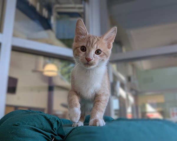 Toby Abs - Domestic Short Hair