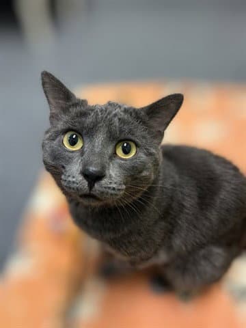 Donovan Abs - Domestic Short Hair