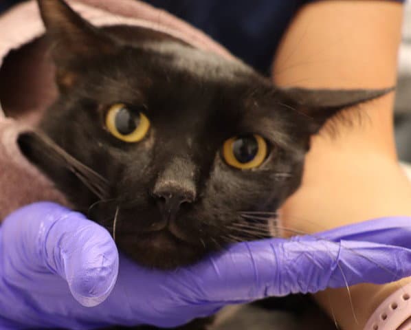 Unknown - Domestic Short Hair
