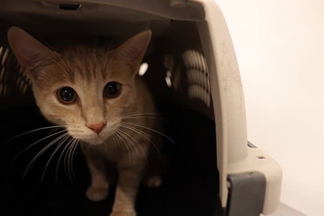 Weasley Asc - Domestic Short Hair