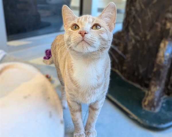 Weasley Asc - Domestic Short Hair