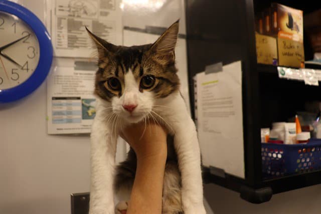 Unknown - Domestic Medium Hair
