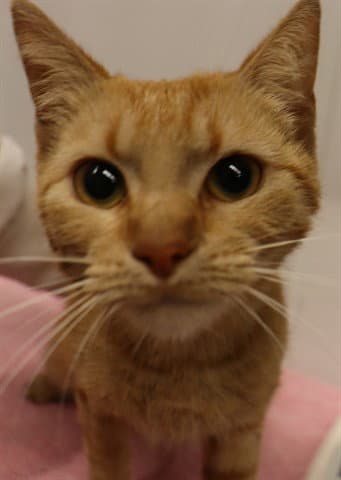 Tali Abs - Domestic Short Hair