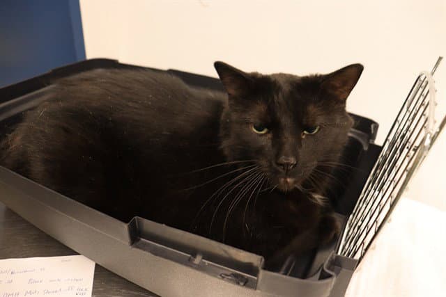 Nix Abs - Domestic Medium Hair