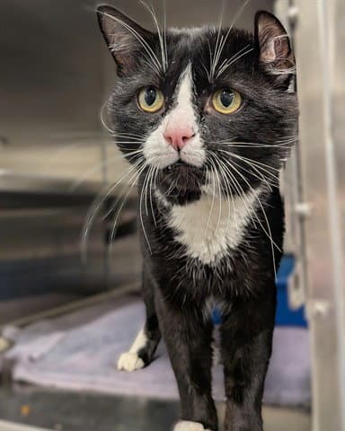 Ralph Asc - Domestic Short Hair