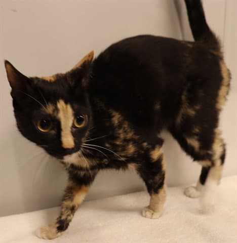 Nova Abs - Domestic Short Hair