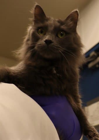 Maggie Asc - Domestic Medium Hair