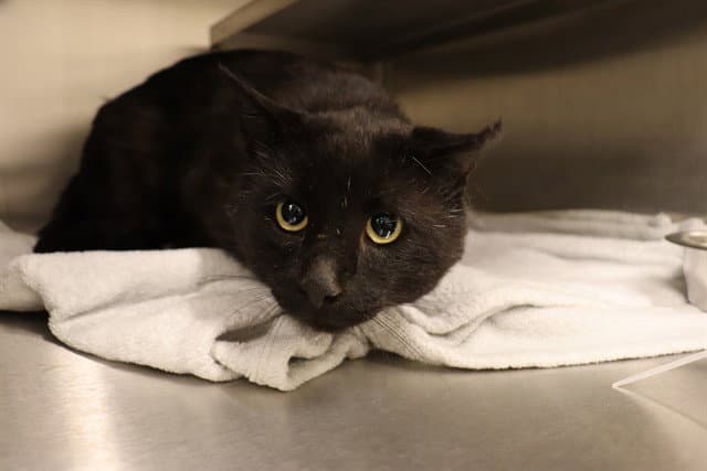 Shaddix Asc - Domestic Short Hair