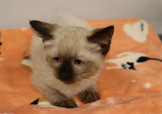 Thalia Abs - Domestic Short Hair