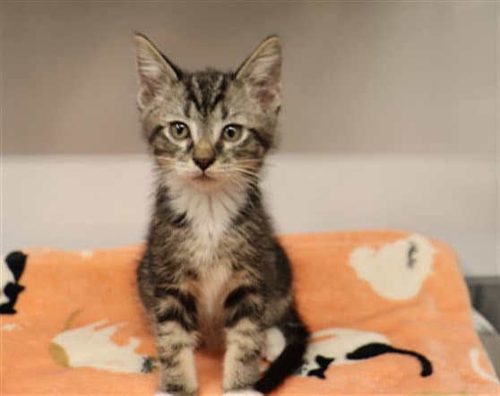 Star Abs - Domestic Short Hair