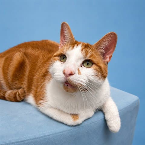 Unknown - Domestic Short Hair
