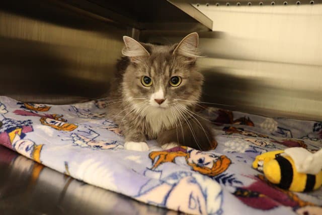 Tabitha Asc - Domestic Medium Hair